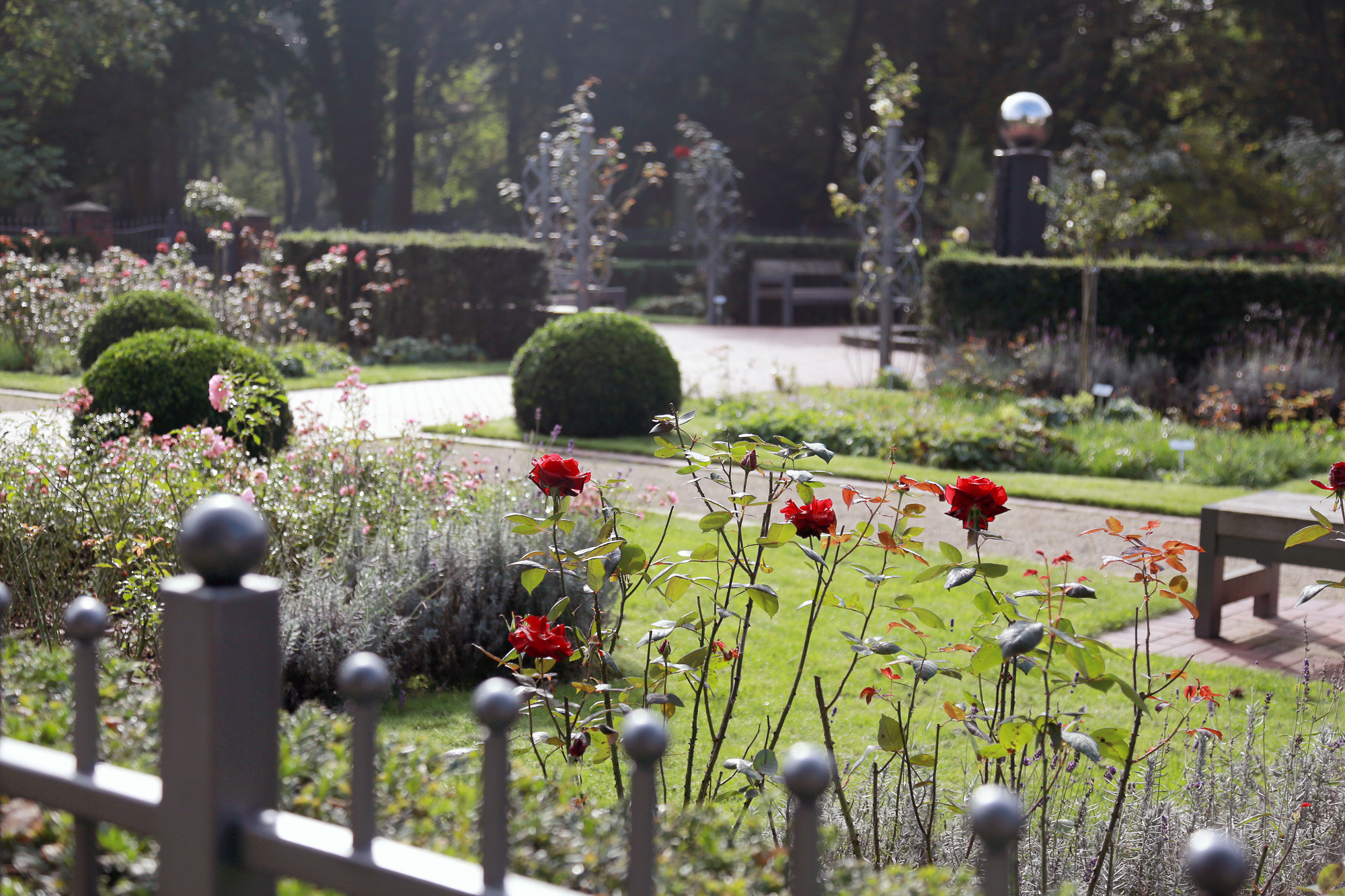 Im Rosarium im Moers gibt es viele gutduftende Rosen